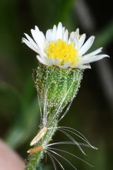 Psilactis brevilingulata