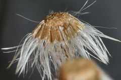 Psilactis brevilingulata