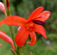 Watsonia angusta