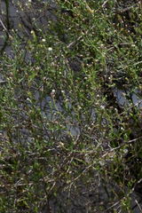 Psilactis brevilingulata