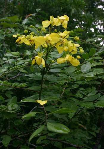 Cassia afrofistula