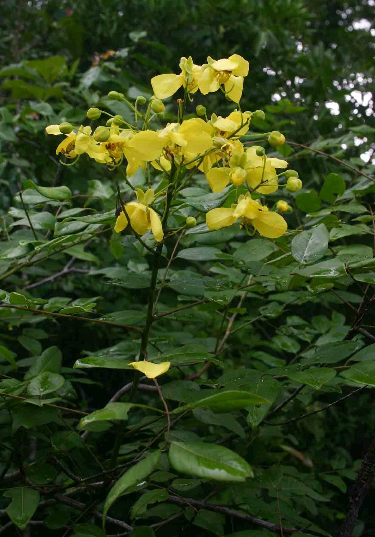 Cassia afrofistula