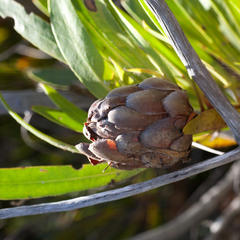 Protea tenax