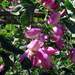 Caragana halodendron - Photo Michael Kesl, δεν υπάρχουν γνωστοί περιορισμοί πνευματικών δικαιωμάτων (Κοινό Κτήμα)