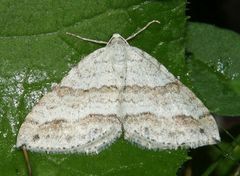 Perizoma parallelolineatum