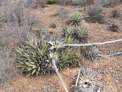 Agave deserti