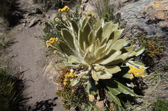 Espeletia guacharaca