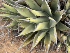 Agave deserti