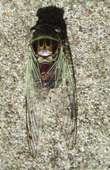Diceroprocta marevagans