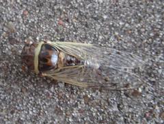 Diceroprocta marevagans