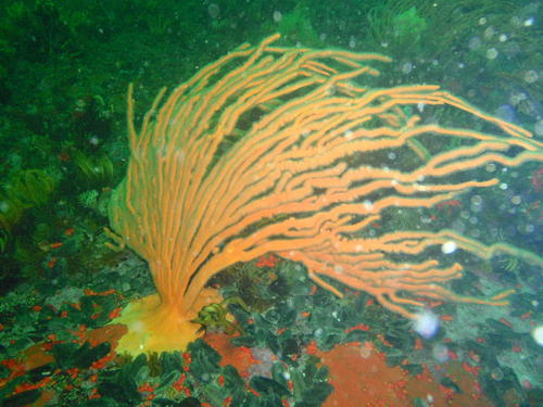 Eunicella albicans (Kölliker, 1865)