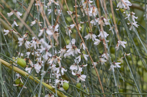 White weeping broom
