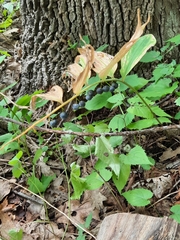 Polygonatum pubescens