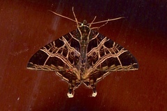 Coronidia