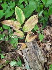 Polygonatum pubescens