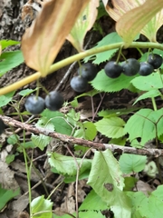 Polygonatum pubescens