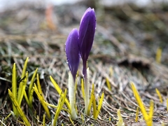 Crocus veluchensis