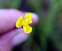 Xyris capensis