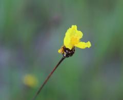 Xyris capensis