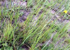 Xyris capensis