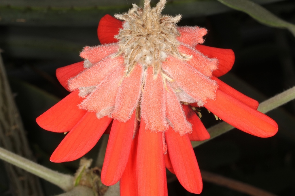 Namib Coral Tree