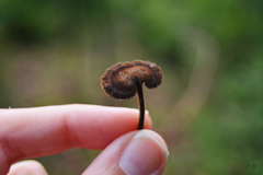 Auriscalpium vulgare