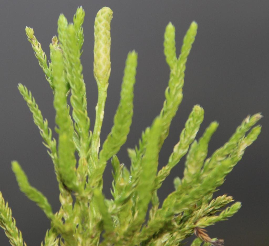 Running-pine Clubmoss