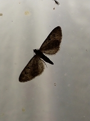 Eupithecia pusillata