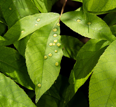 Phylloxera caryaescissa