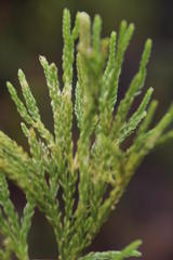 Lycopodium zanclophyllum