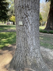Quercus montana