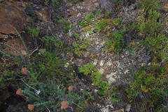 Lycopodium zanclophyllum