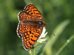 Melitaea arduinna