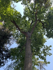 Quercus montana