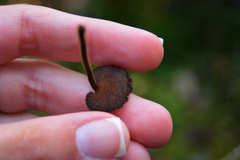 Auriscalpium vulgare