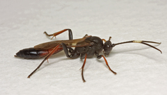Stenichneumon culpator