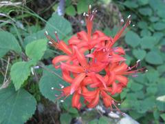 Nerine sarniensis