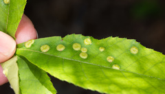 Phylloxera caryaescissa