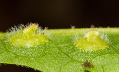 Phylloxera caryaescissa
