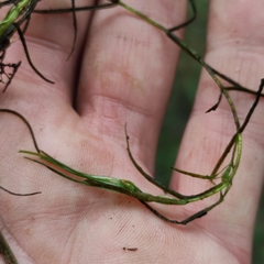 Callitriche hamulata