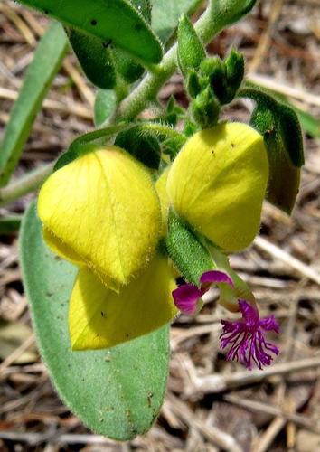 Polygala senensis image