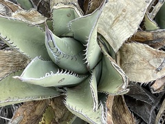 Agave deserti