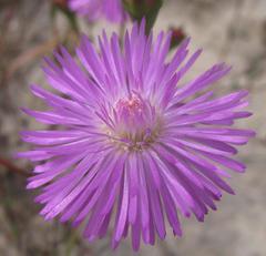 Lampranthus leipoldtii