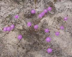 Lampranthus leipoldtii