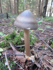 Amanita umbrinolutea