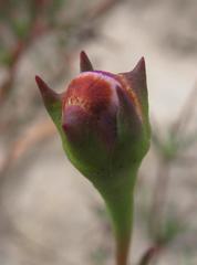Lampranthus leipoldtii