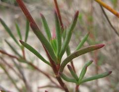 Lampranthus leipoldtii