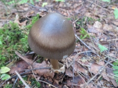 Amanita umbrinolutea