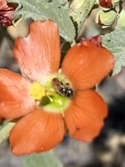 Macroteropsis