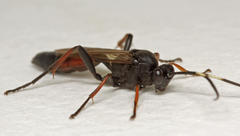 Stenichneumon culpator